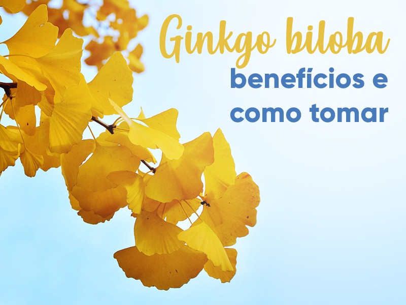 Ginkgo biloba: benefícios e como tomar